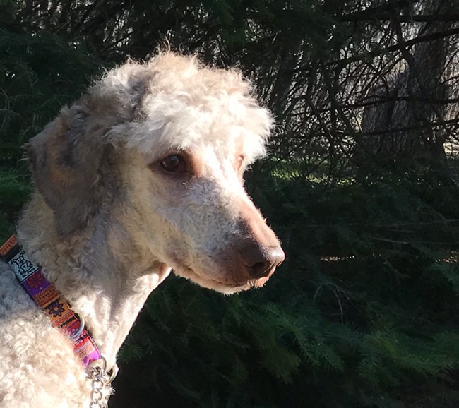 AKC registered standard Poodle