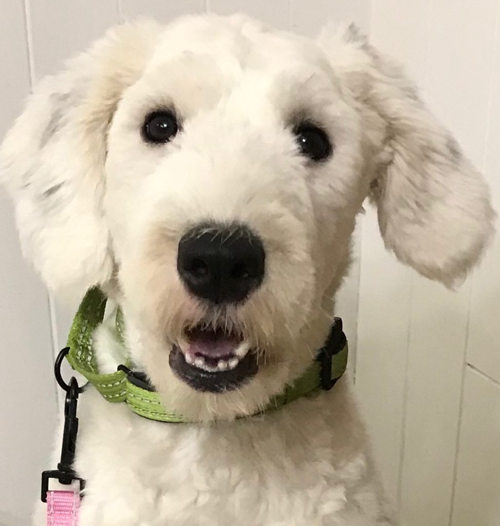 Old English Sheepdog