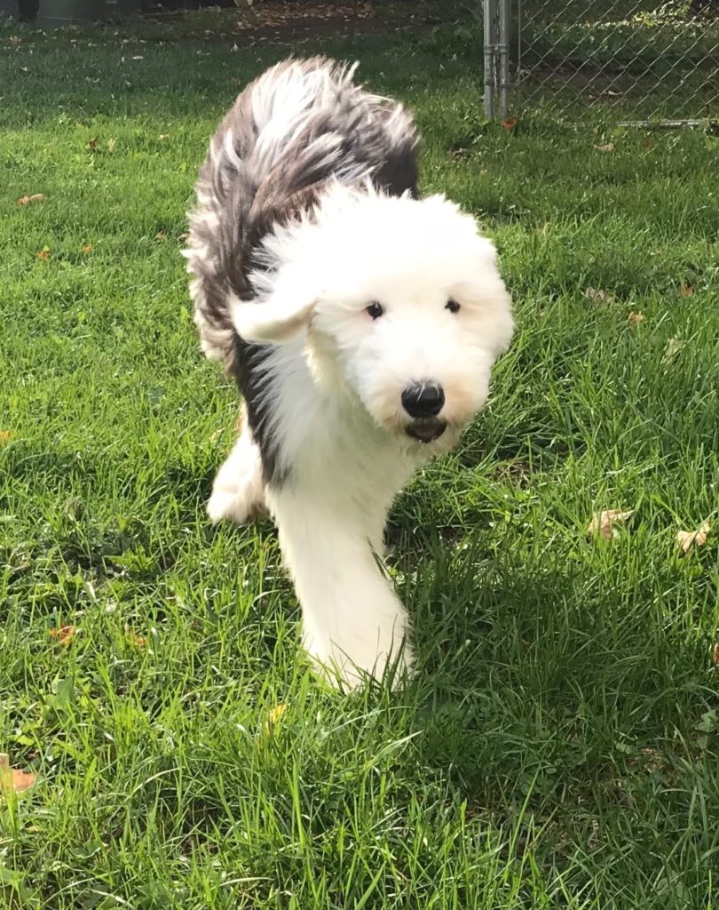 Old English Sheepdog