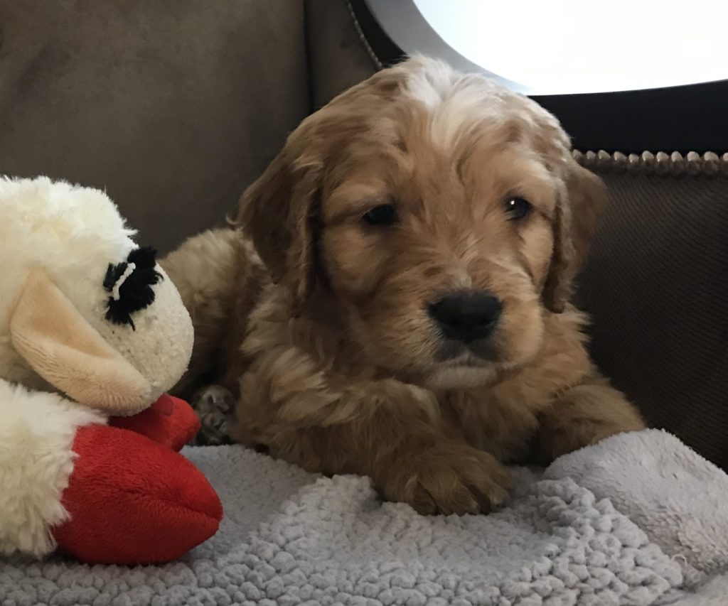 Golden Mountain Doodle Puppy