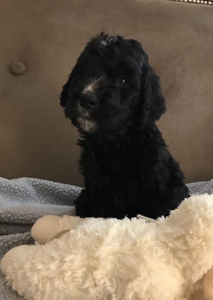 Golden Mountain Doodle Puppy