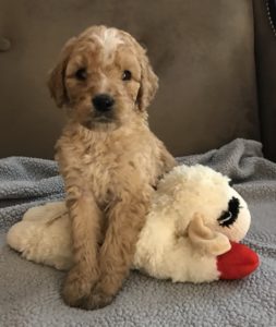 Golden Mountain Doodle Puppy