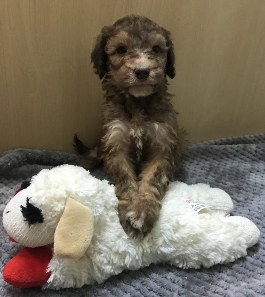 F1b Bernedoodle Puppy