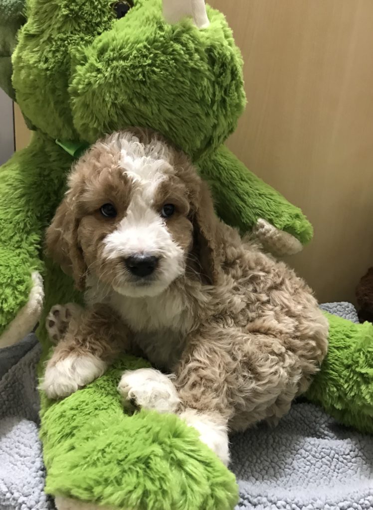 Golden Mountain Doodle Puppy