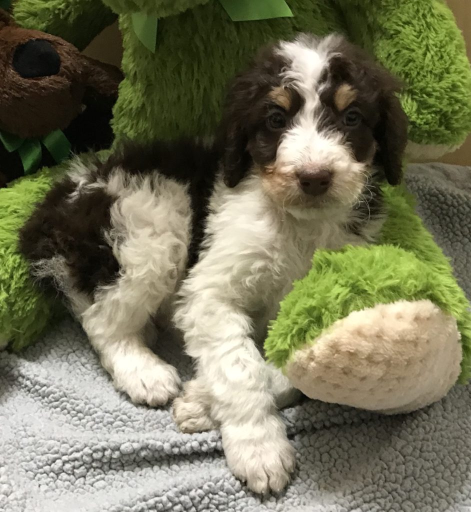 F1b Bernedoodle puppy