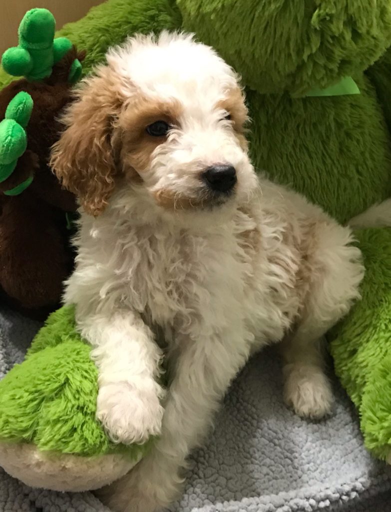 F1b Bernedoodle puppy