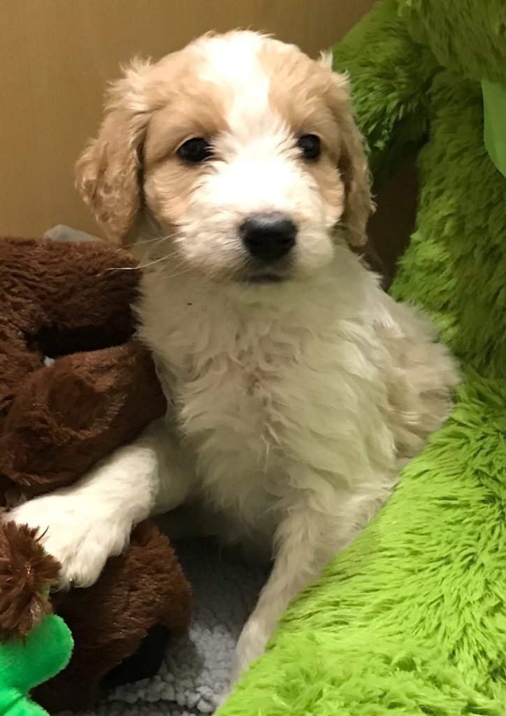 F1b Bernedoodle puppy