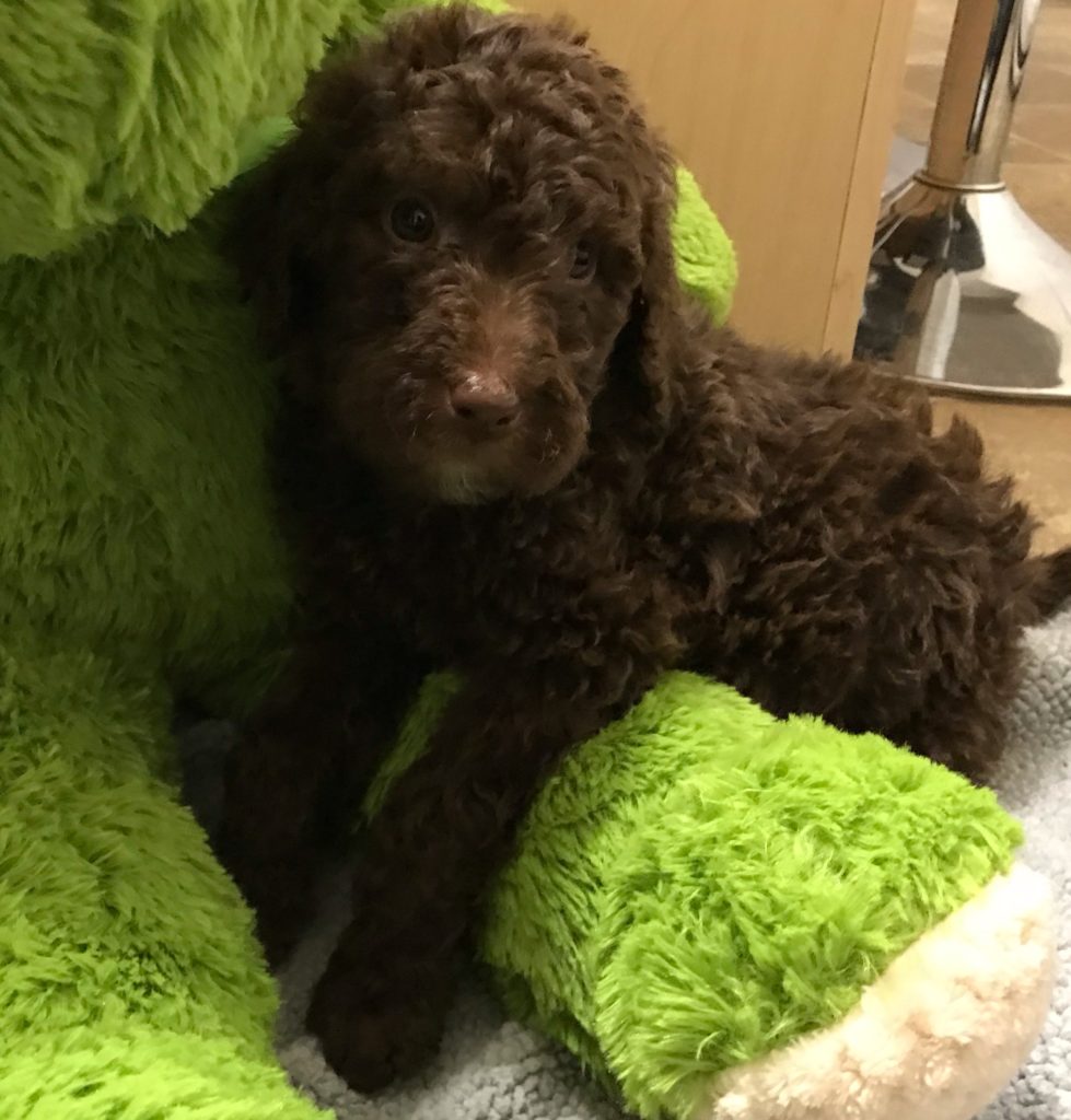 F1b Bernedoodle puppy