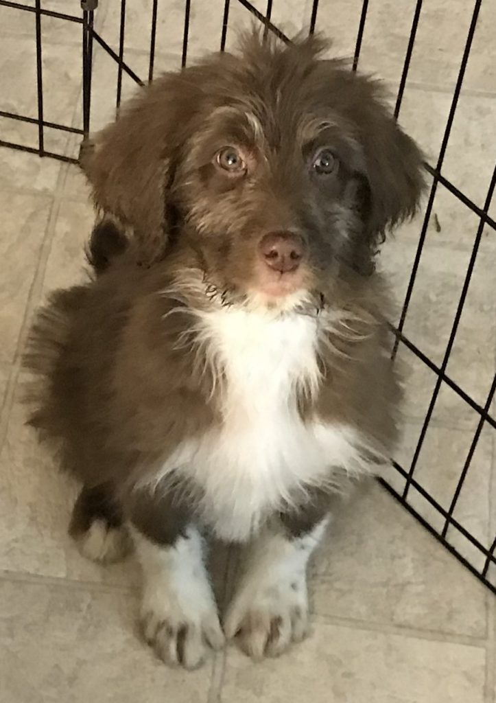 F1b Bernedoodle Puppy