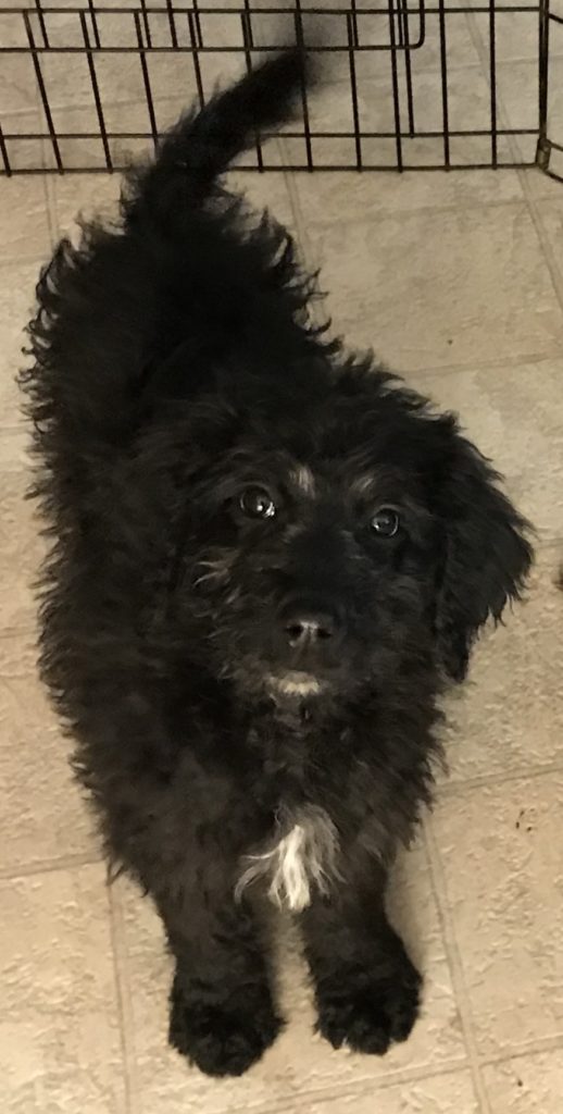 F1b Bernedoodle