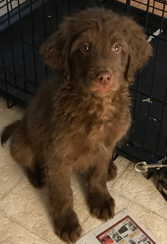 F1b Bernedoodle Puppy