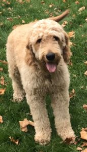 GoldendoodleIMG_3211_Original Goldendoodle