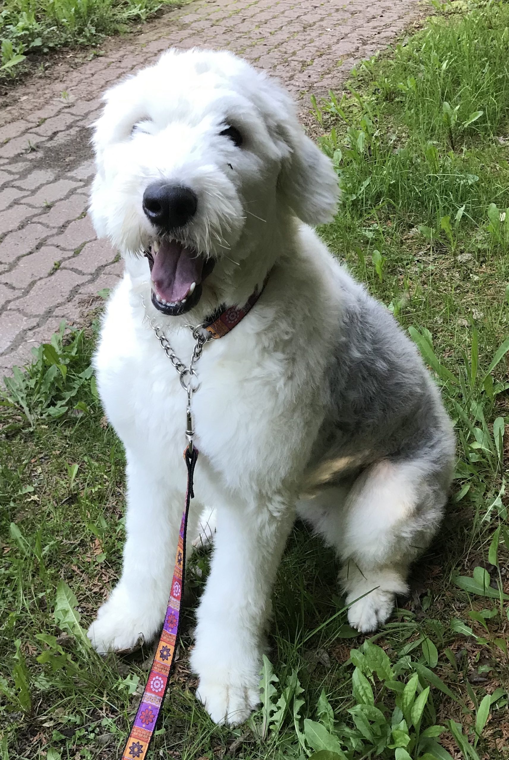 Old English Sheepdog