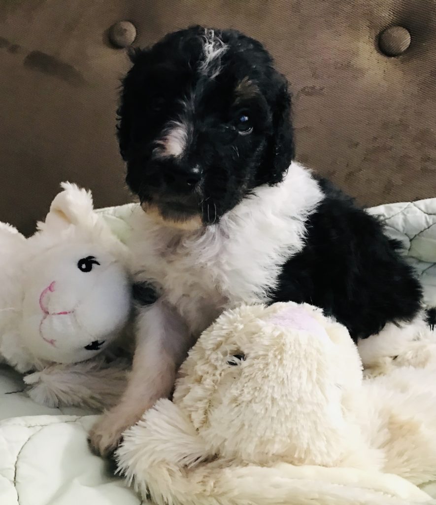 F1b Bernedoodle Puppy