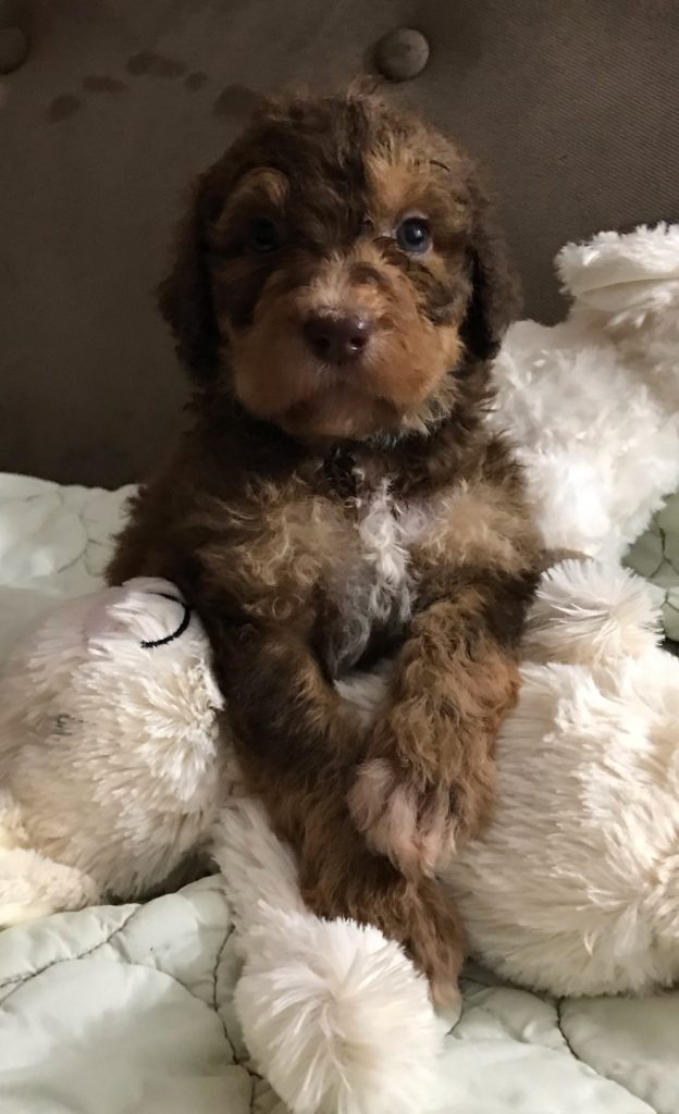 F1b Bernedoodle Puppy