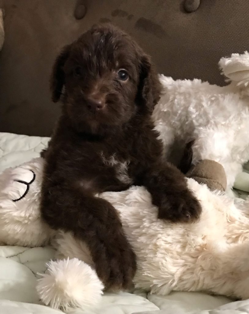 F1b Bernedoodle Puppy