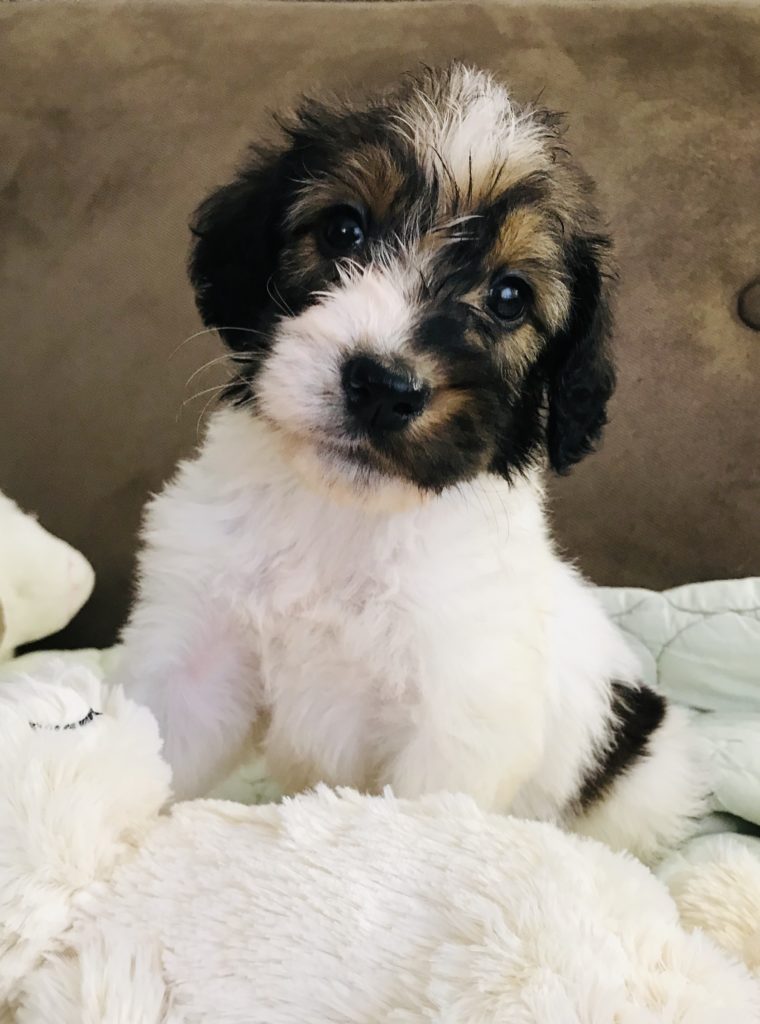 F1b Bernedoodle Puppy