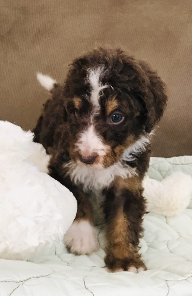 F1b Bernedoodle Puppy