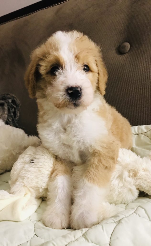 F1b Bernedoodle Puppy