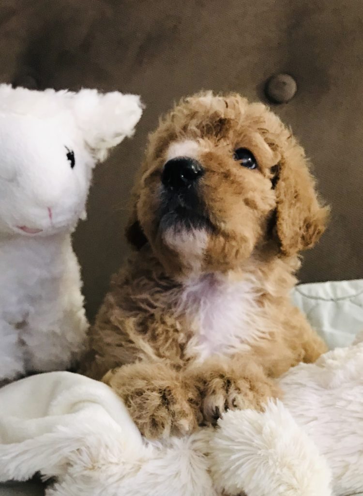 F1b Bernedoodle Puppy