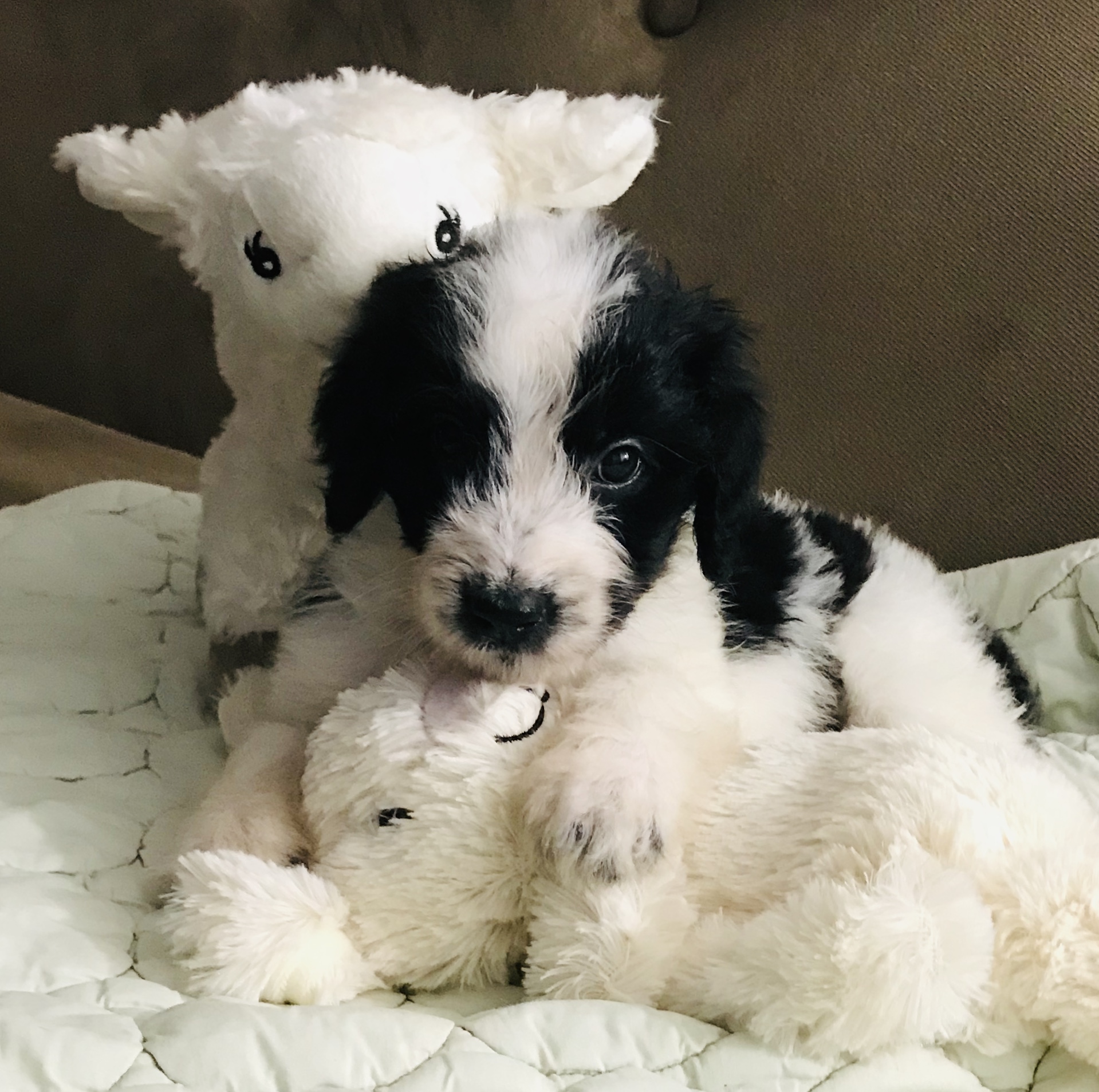 Bernedoodle Puppy