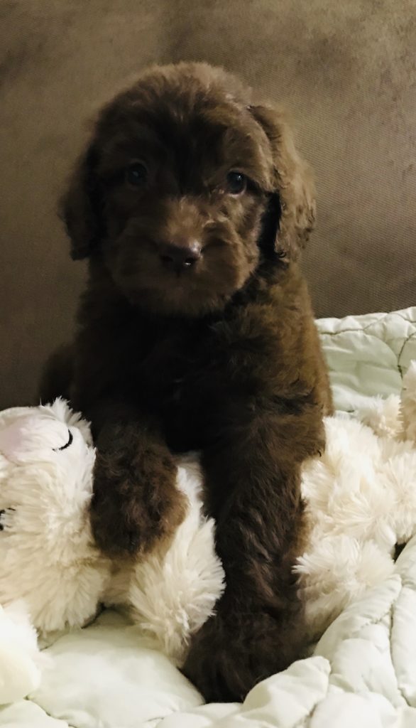 F1b Bernedoodle Puppy