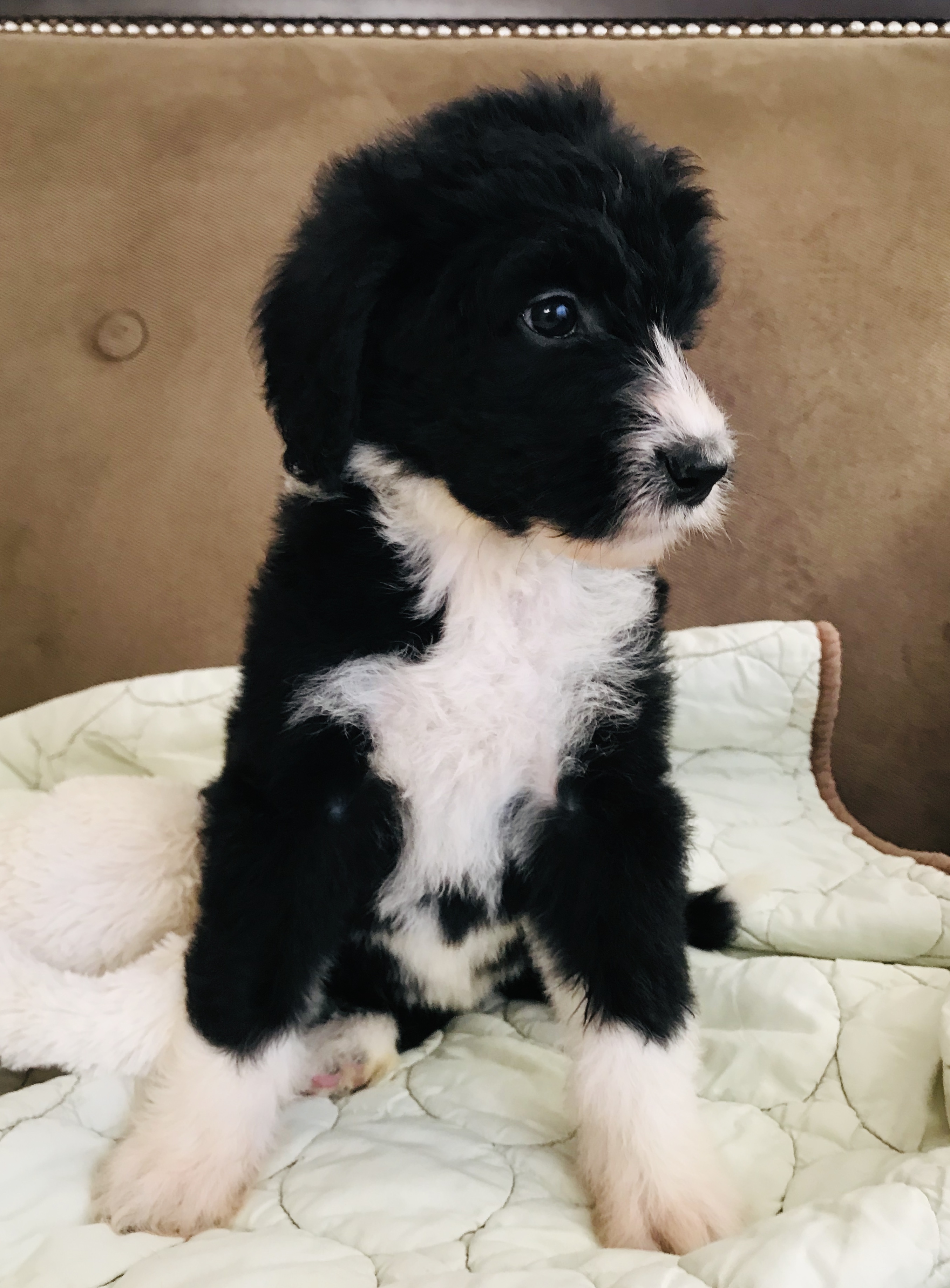 Bernedoodle Puppy