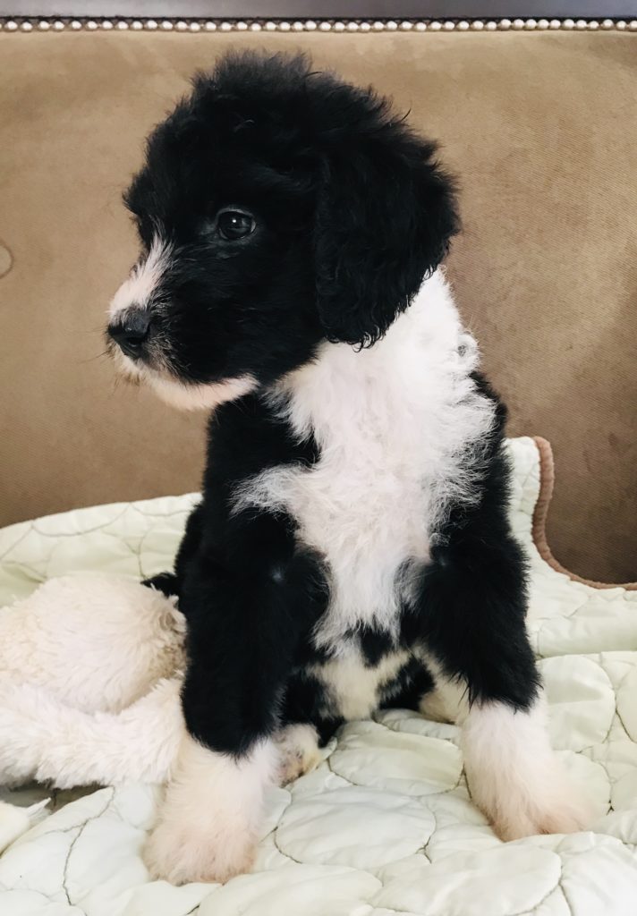 Olde English Goldendoodle