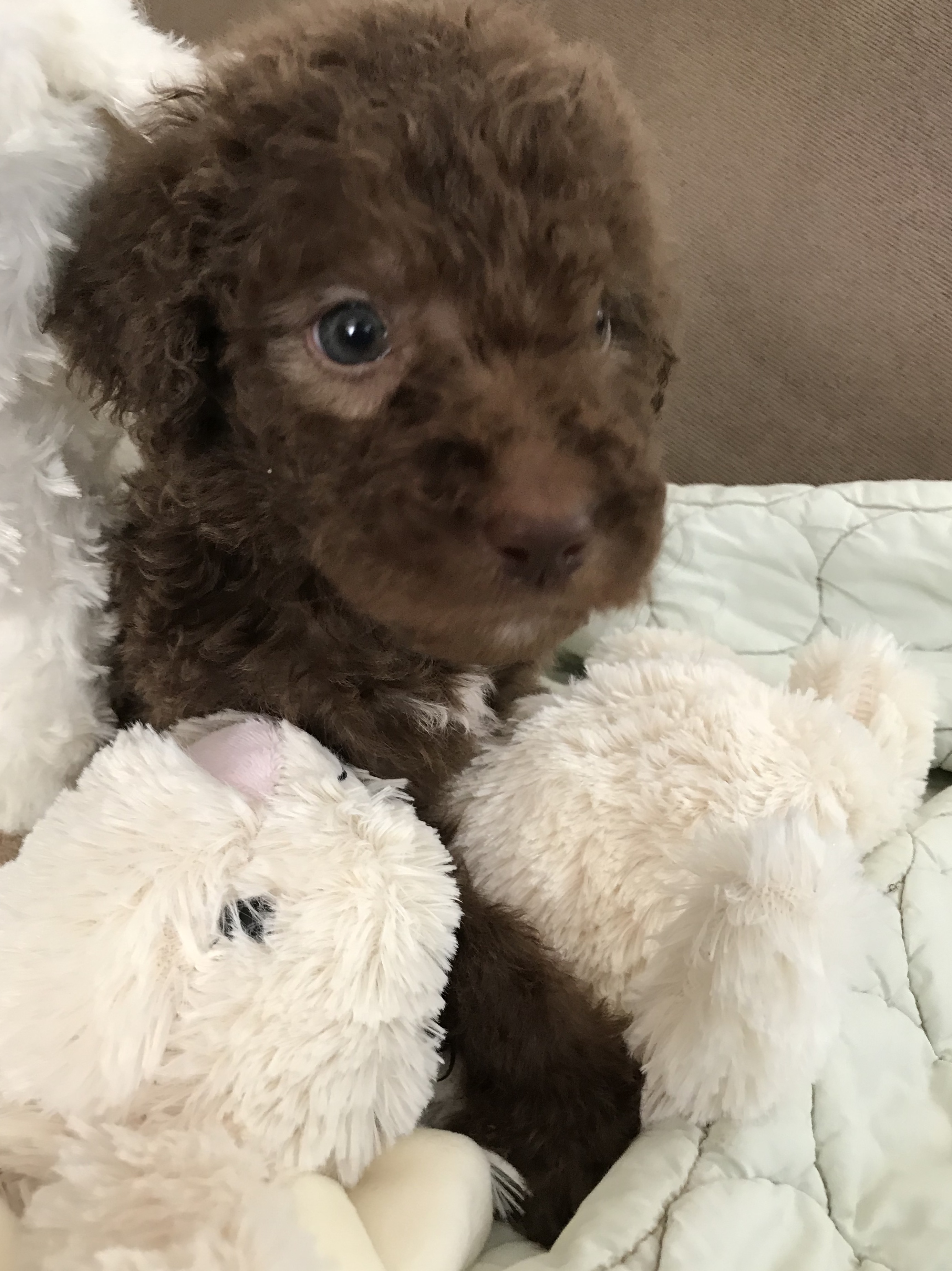 F1b Bernedoodle Puppy