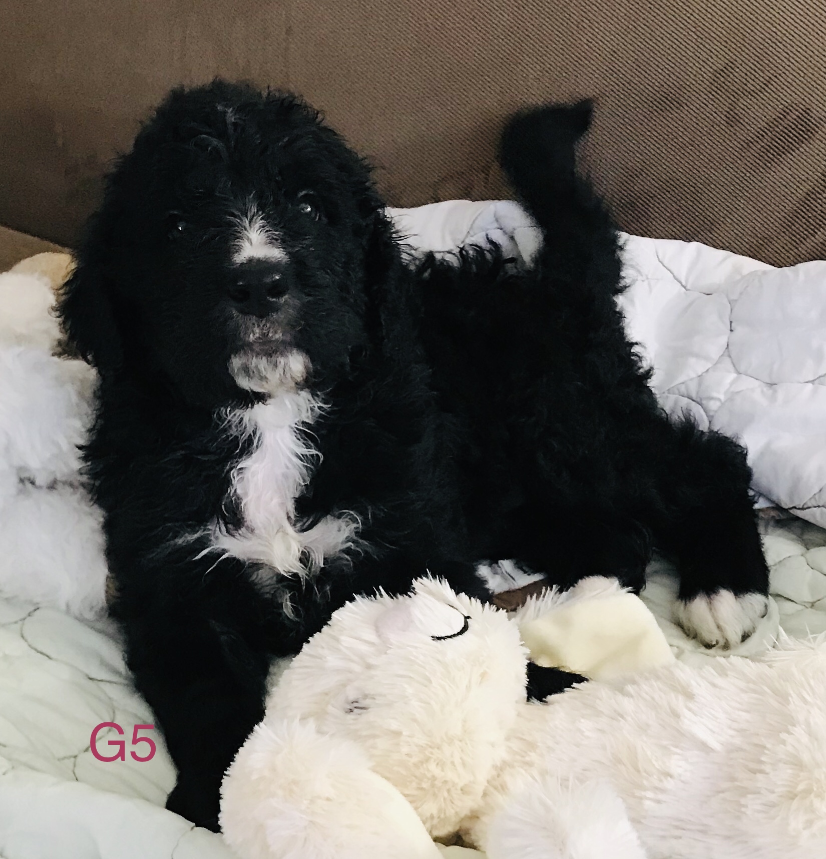 Olde English Goldendoodle