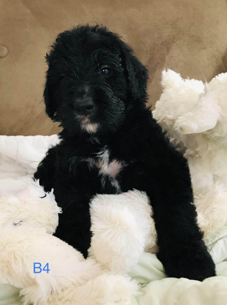 Olde English Goldendoodle