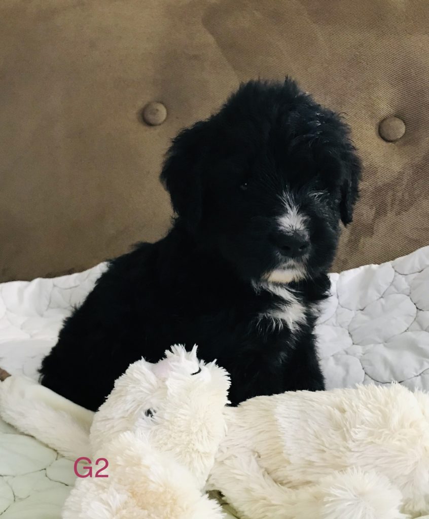 Olde English Goldendoodle