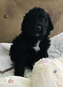 Olde English Goldendoodle Puppy