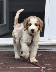 Golden Mountain Doodle Puppy