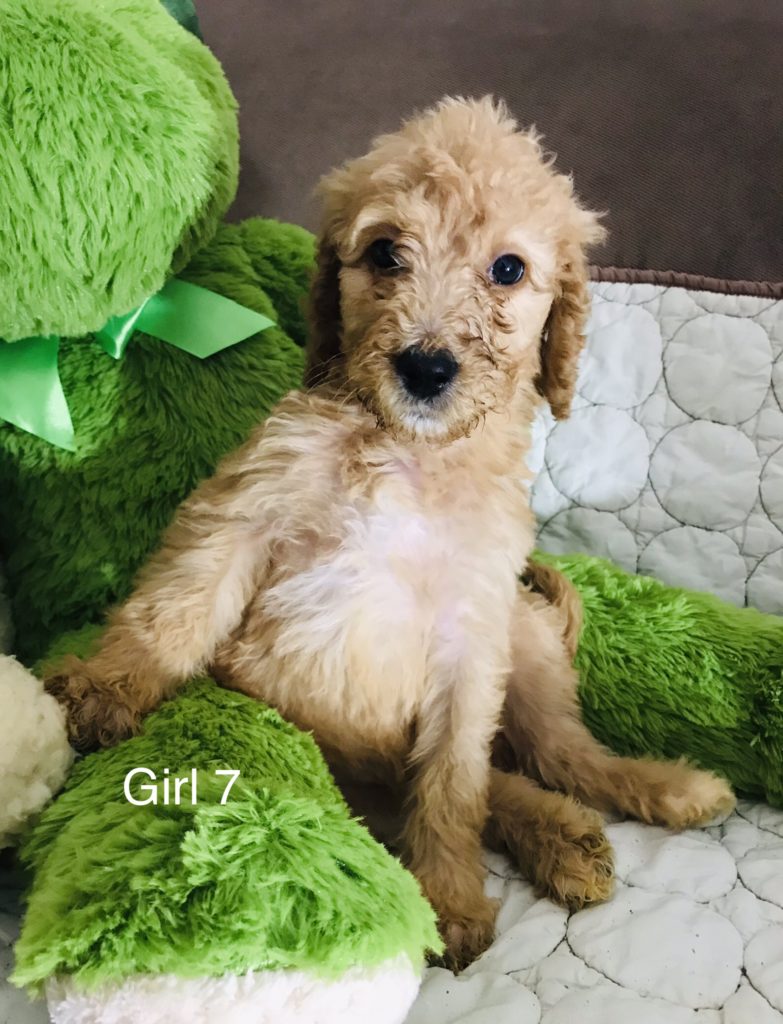 F1b Bernedoodle Puppy