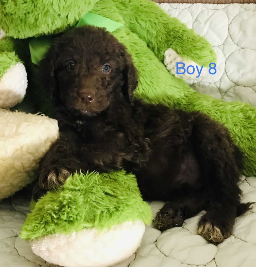 F1b Bernedoodle Puppy