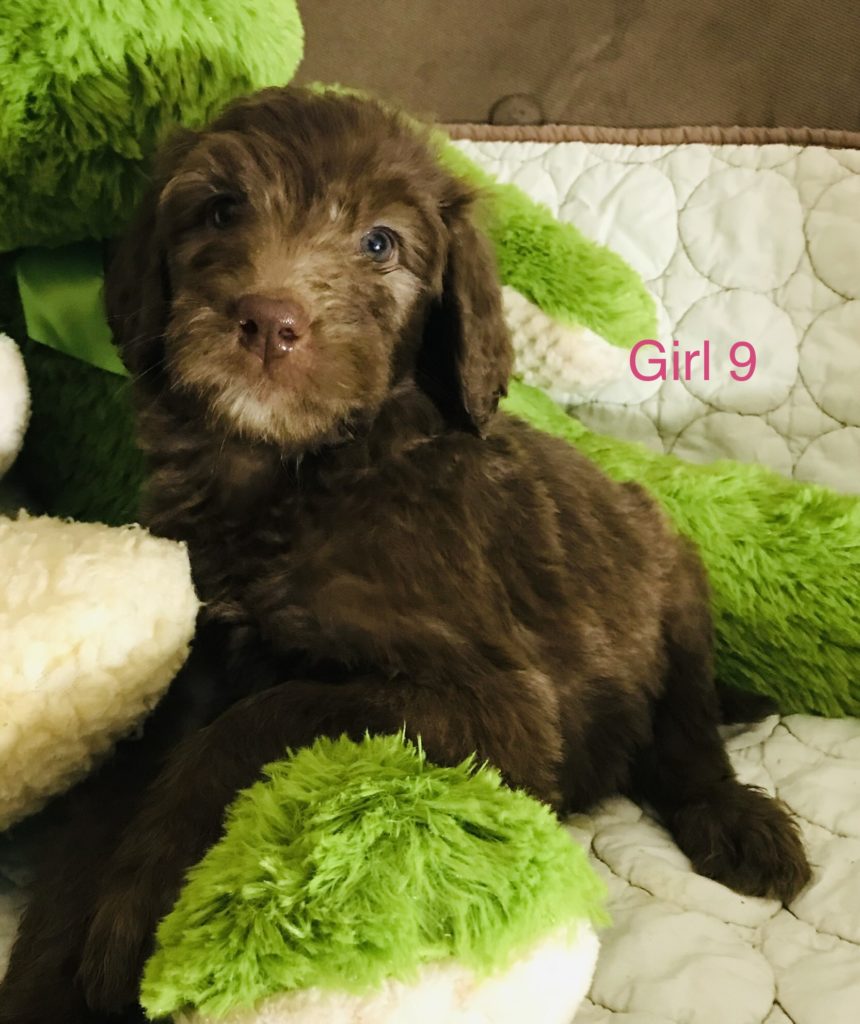 F1b Bernedoodle Puppy