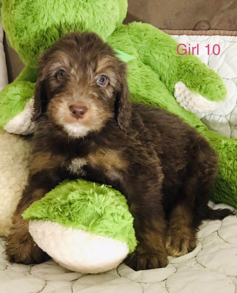 F1b Bernedoodle Puppy