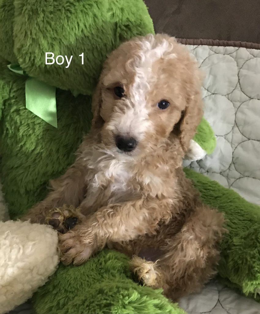 F1b Bernedoodle Puppy