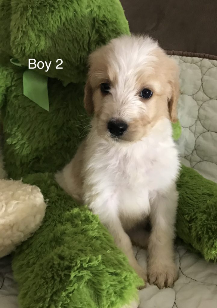 F1b Bernedoodle Puppy