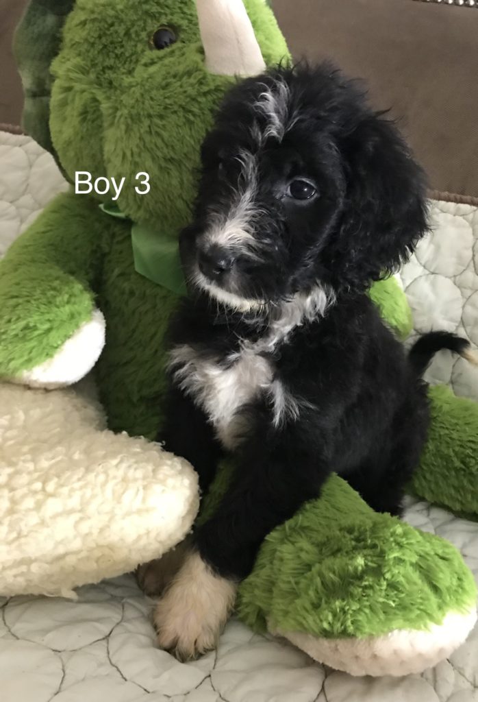 F1b Bernedoodle Puppy