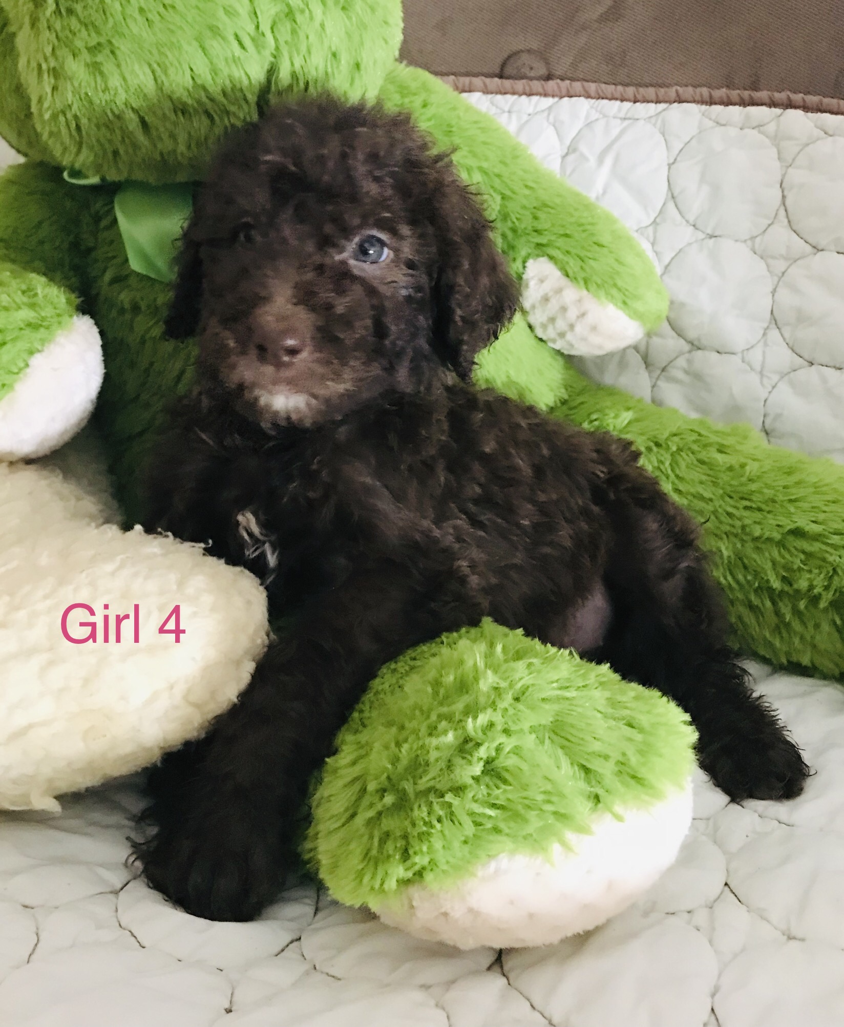 F1b Bernedoodle Puppy