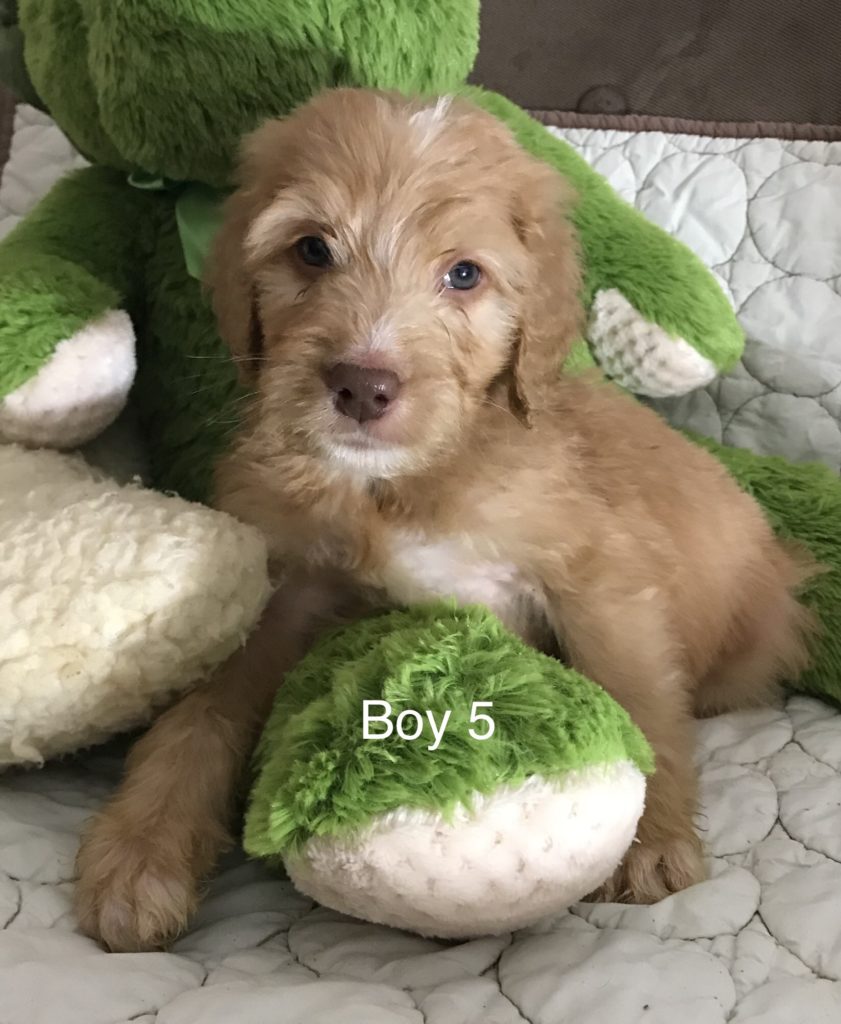 Bernedoodle Puppy