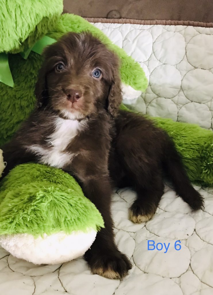 F1b Bernedoodle Puppy