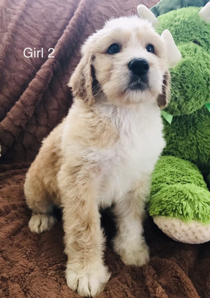 Golden Mountain Doodle Puppy