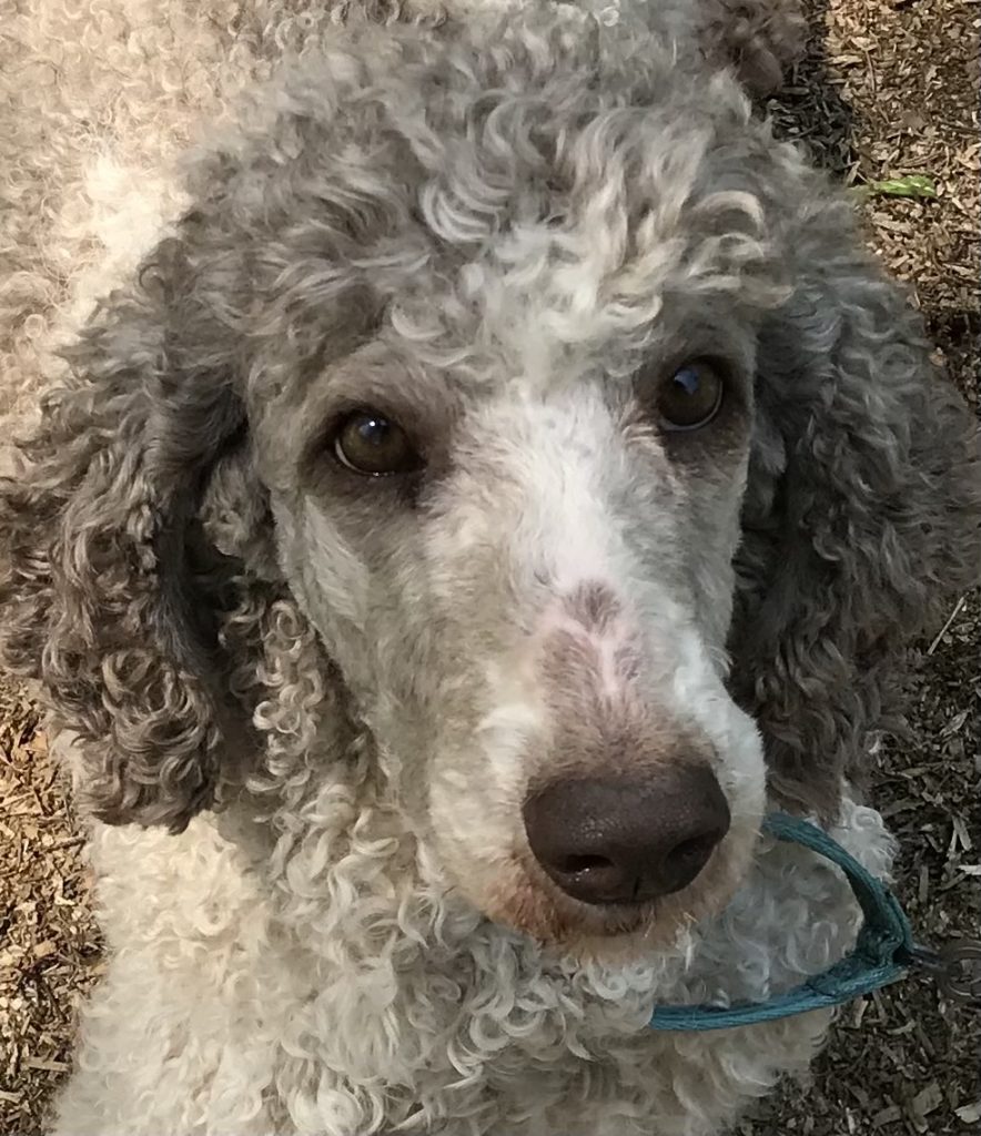 AKC Standard Registered Poodle TeslaIMG_1051 AKC Registered Standard Poodle Tesla