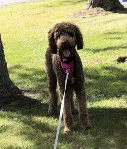 F1b Bernedoodle Puppy