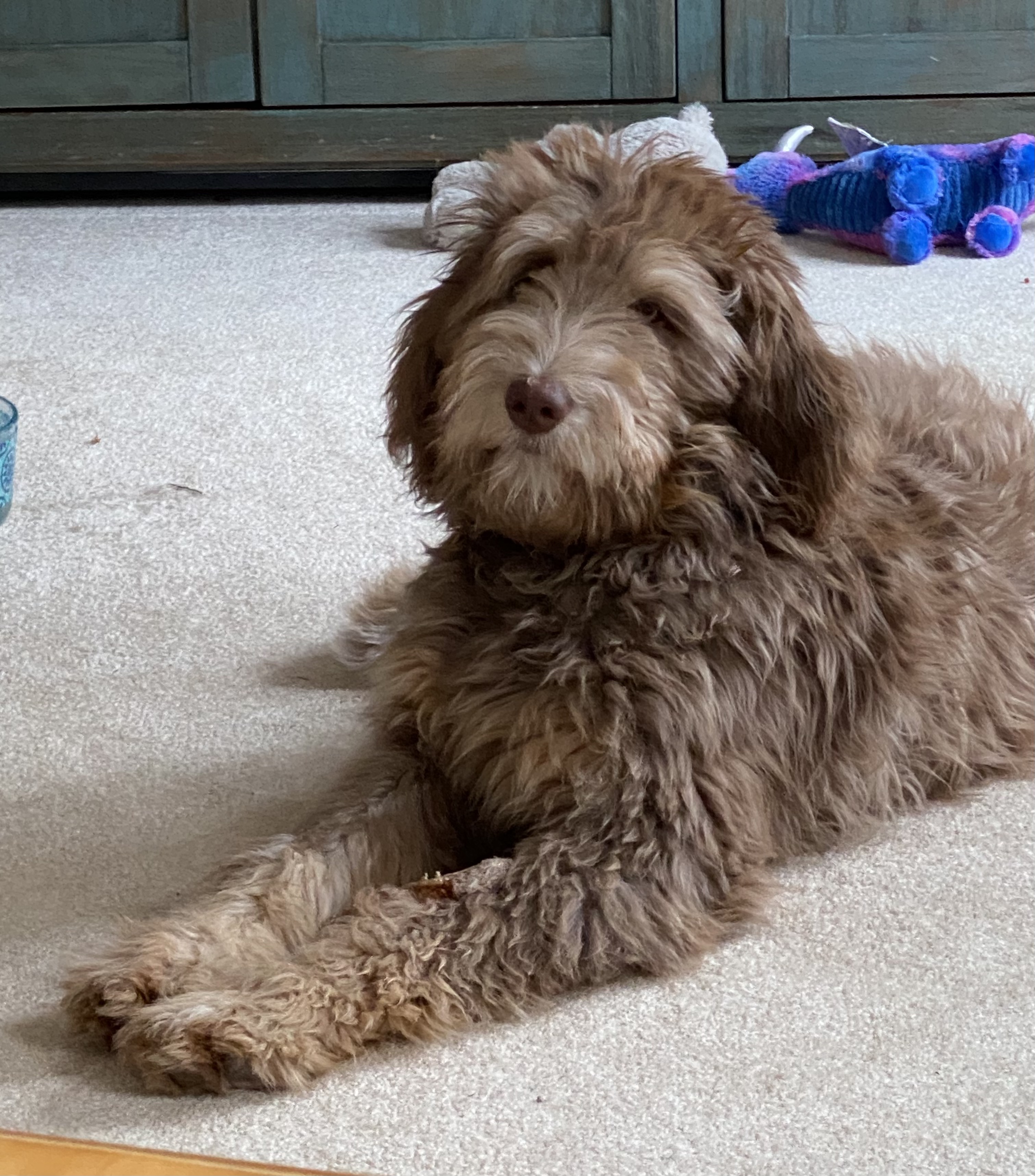 F1b Bernedoodle Puppy