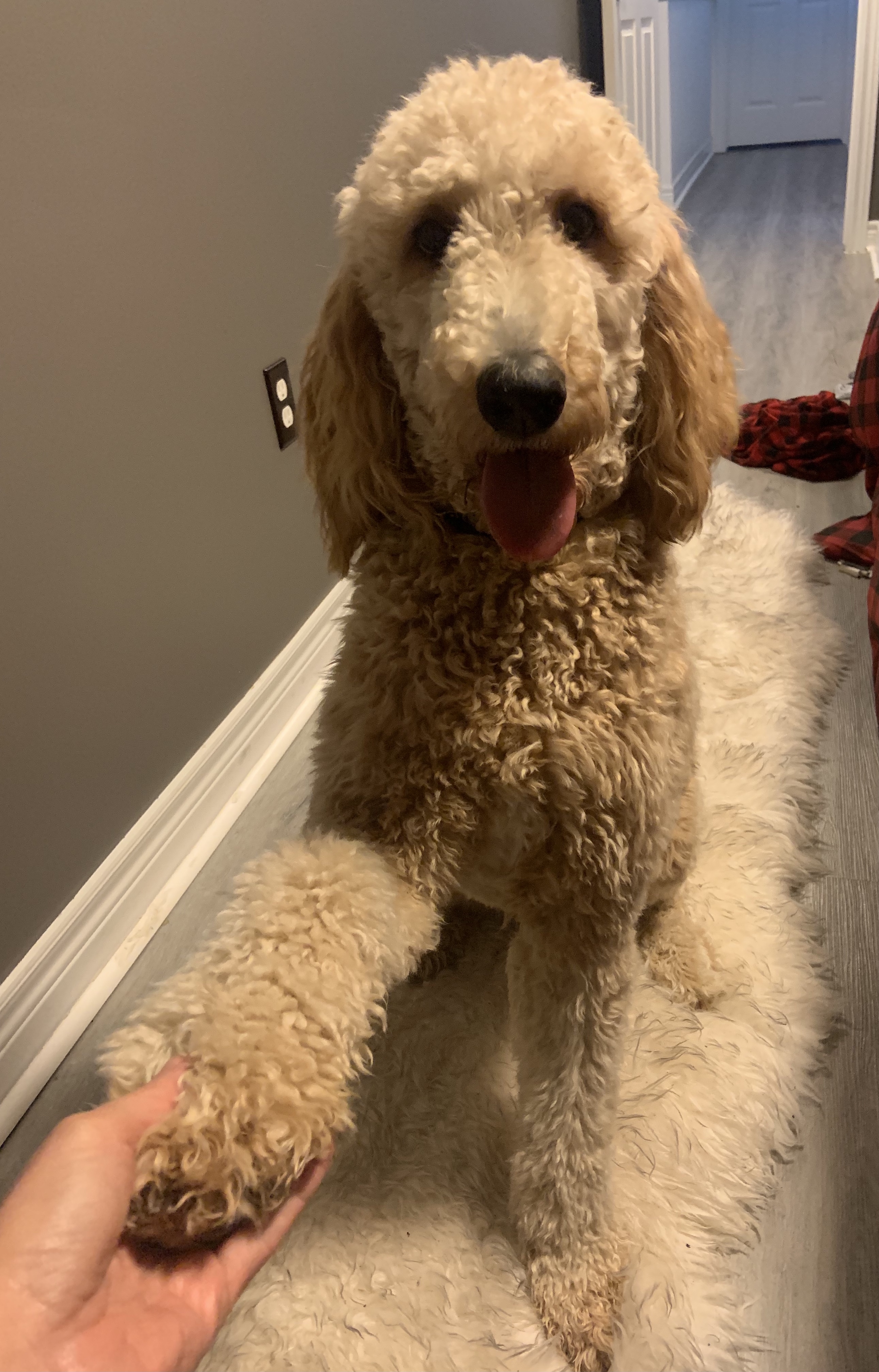 F1b Bernedoodle Puppies