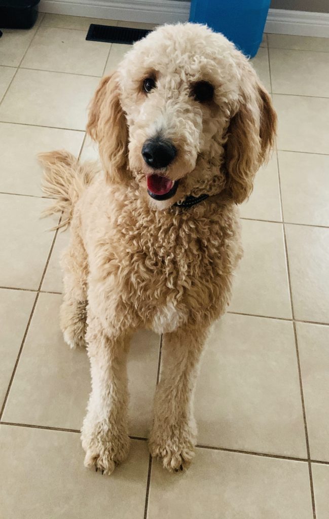 F1b Bernedoodle